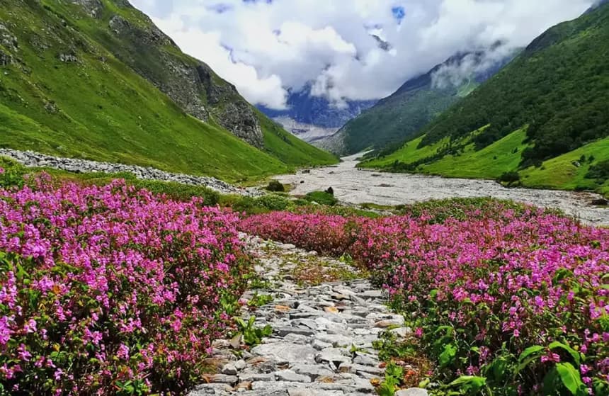 Valley of Flowers - Image 1