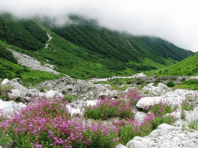 Valley of Flowers - Image 3
